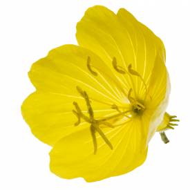 Evening primrose oil, organic
